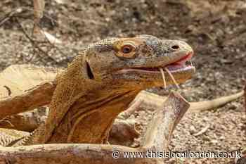 Meet real life dragon Khaleesi London Zoo's newest resident