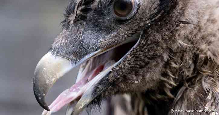 Bartgeier Sisi und Nepomuk in Alpen erfolgreich ausgewildert