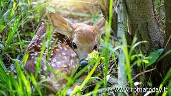 Vietato toccare "Bamby". L’appello dei guardiaparco per salvare i cuccioli di cervo e capriolo