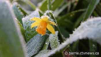 Protect your plants as cold snap moves into the region