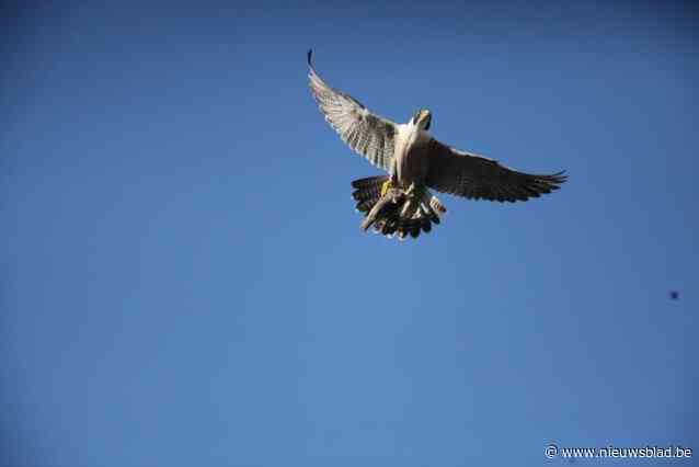 Slechtvalkfans opgelet! Bewonder zaterdag drie kuikens tijdens kijkmoment op Koxplein