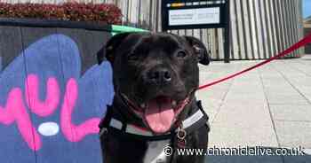 Dalton Park to become a dog friendly place from Monday - with a day of canine events to mark the occasion