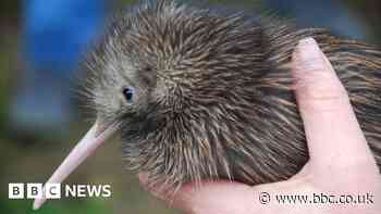 Miami zoo apologises for mistreatment of iconic kiwi bird