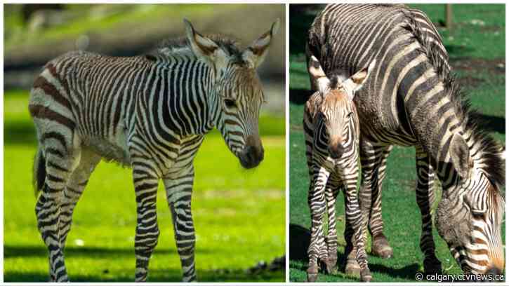 Zoo welcomes brand new baby zebra