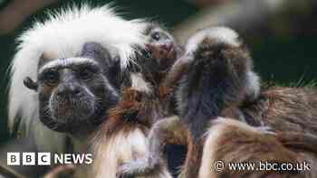 Rare cotton-headed tamarin triplets born at Marwell Zoo