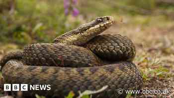Flip-flops warning after woman bitten by adder in Gosport