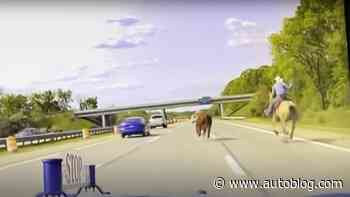 Steer subdued after running wild on I-75 near Detroit