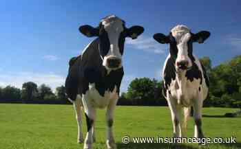 NFU Mutual, Gallagher, Markel and Skyline Partners team up on pioneering product for dairy farmers