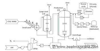 Carbon footprint of lab-grown meat potentially worse than beef