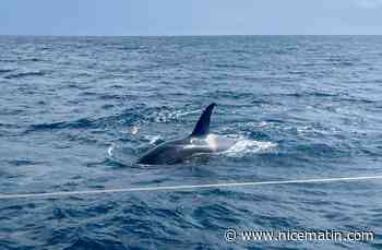 "L’expérience la plus terrifiante de ma vie": le skipper varois Sébastien Destremau chahuté par des orques