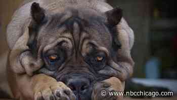 Which Dog Breed is Most Popular in Illinois Cities? New Report Reveals List