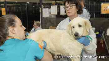 Dogs, puppies rescued from Hertford County breeder get much-needed treatment
