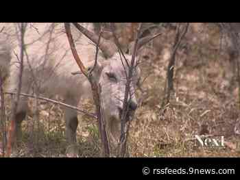 They're hungry. and they're preventing wildfires