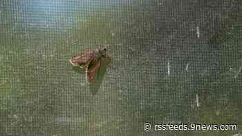 Wildfire smoke may lead to moths staying longer