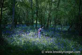 Ichiko Aoba shares new single "Space Orphans," opening for Japanese Breakfast