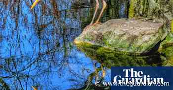 A magic moment and psychedelic rock – readers’ best photos