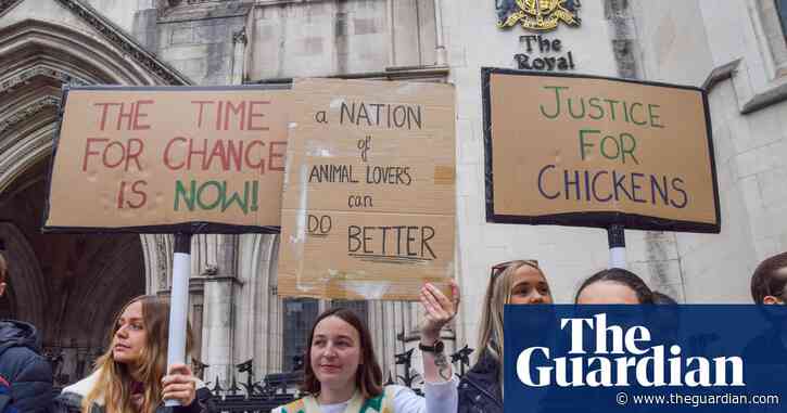 Animal welfare groups lose court challenge over ‘Frankenchickens’