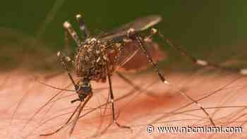 With Rainy Season Underway, There Could Be More Mosquitos. What to Know to Prevent Infestation, Illness
