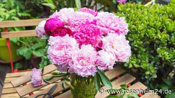 Drei Tipps, wie Pfingstrosen als Schnittblumen in der Vase besonders lange halten