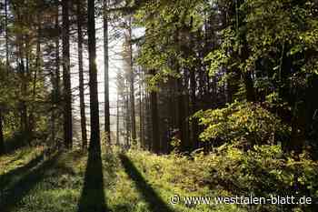 Preußisch Oldendorf: Stadtrat stimmt für Ruhewald-Erweiterung