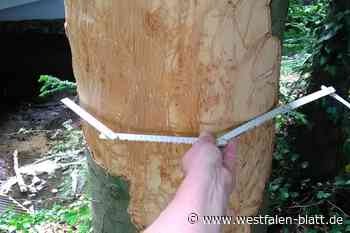 Zwei Fälle von Baumfrevel in Brockhagen