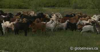 More than 200 goats weed out invasive vegetation at Regina’s Wascana Centre
