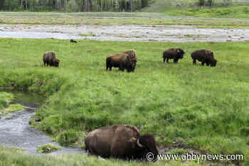Yellowstone baby bison put to death after visitor picks it up, leading herd to reject it