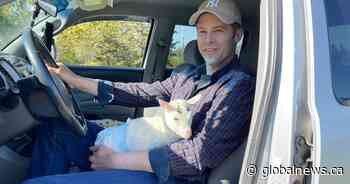 N.B. family welcomes baby goat who ‘acts like a dog’ into their home