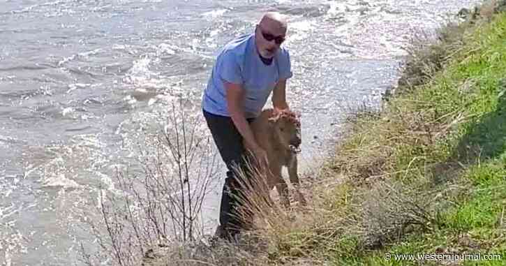Baby Bison Euthanized After Clueless Yellowstone Tourist Makes Fatal Mistake