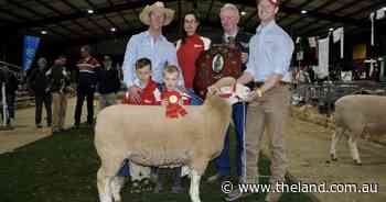 Tenth year as supreme sheep exhibit for Tattykeel