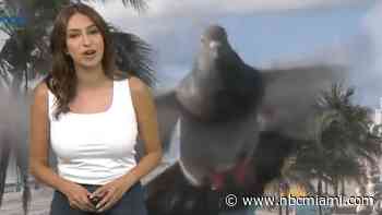 ‘Whoa, My Gosh!': Photobombing Pigeon Startles NBC6 Meteorologist on Live TV