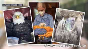 Growing Concerns Over Recent Bald Eagle Deaths