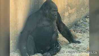 Yewande, Wilder Institute/Calgary Zoo gain a baby gorilla
