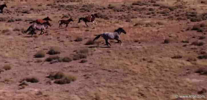 Sandoval County Commission bans residents from feeding wild horses