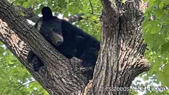 Sleepy bear naps the day away in Hastings tree