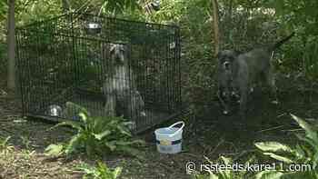 Dogs found abandoned in the woods in Osseo