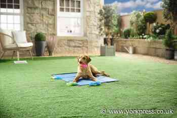 How to keep your pet cool this summer with Aldi's ‘pet cooling’ range