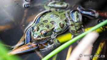 New study raises alarm over rapid global wildlife loss