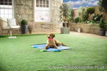 How to keep your pet cool this summer with Aldi's ‘pet cooling’ range