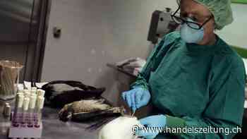 Bund ordnet lokale Massnahmen gegen Vogelgrippe an