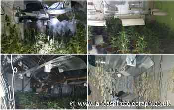 Arrest after police discover 'significant cannabis farm'