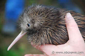 Miami zoo apologizes after treatment of kiwi bird outrages New Zealand