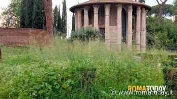 Marciapiedi come giungle, le erbacce superano il metro. Codacons: “Comune attivi task force”