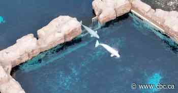 A bird's-eye view of Beluga whales swimming at Marineland