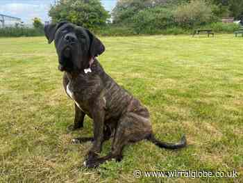 Wirral owner allowed dog to become 'emaciated' after weeks of neglect