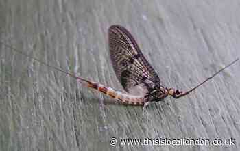 Nature Notes - the mayfly season