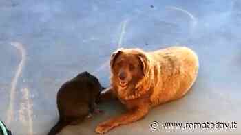 Bobi è il cane più anziano del mondo: quanti anni ha appena compiuto