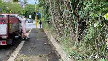 Cura e sfalcio del verde in via Silvestri