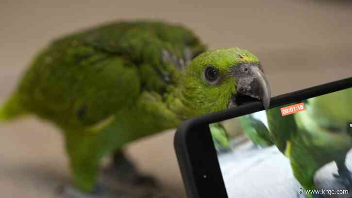 Chirping sounds lead airport officials to bag filled with smuggled parrot eggs