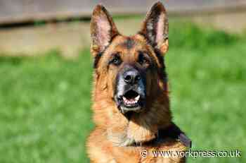 German Shepherd dog injured person in village near Selby